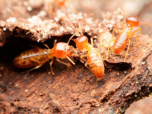 termite-control-and-erradication-belle-chasse-la.jpg